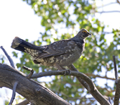 Dusky Grouse 0717
